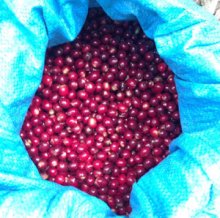 他の写真3: ニカラグア・エル ボスケ農園アナエロビック1kg（777円/100g）