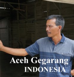 画像1: インドネシア マンデリン・スマトラ アチェ　 ゲガラン500g