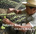 グァテマラ・レタナ農園レッドブルボン500g