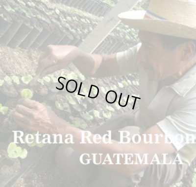画像1: グァテマラ・レタナ農園レッドブルボン1kg（666円/100ｇ）
