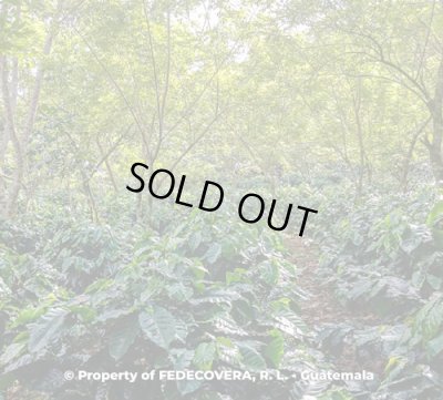 画像3: グァテマラ JASフェデコベラ 1kg（604円/100ｇ）