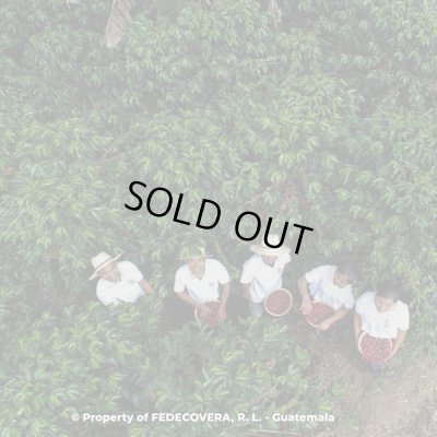 画像2: グァテマラ JASフェデコベラ 1kg（604円/100ｇ）