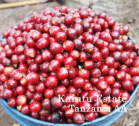 【間もなく発売！】タンザニアAA・カラツ農園ブルボン
