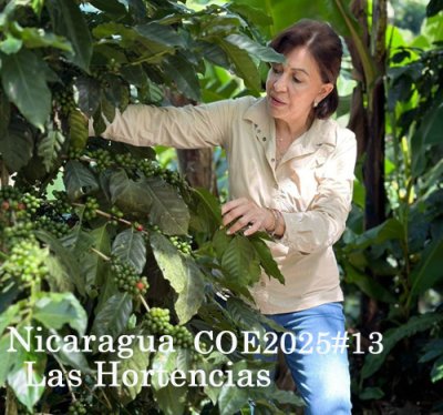画像1: 【11月頃の入荷・発売予定！】Nicaragua COE 2025 Las Hortencias#13