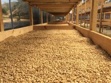 他の写真1: Nicaragua COE 2025 Las Hortencias#13 100g