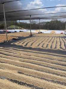 他の写真2: Nicaragua COE 2025 Las Hortencias#13 100g