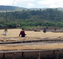 他の写真1: エチオピア・イルガチェフェG1ウォルカ／ウォッシュド1kg（787円/100g）