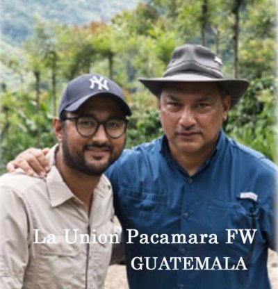 画像1: グァテマラ・ウニオン農園パカマラFW500ｇ