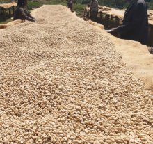 他の写真2: エチオピア・イルガチェフェG1ウォルカ／ナチュラル500ｇ