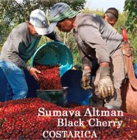 コスタリカ・シュマバ／アルトマン農園ブラックチェリーナチュラル200g