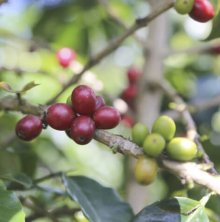 他の写真1: コロンビア・フロリアーダASMUCAFE 200g