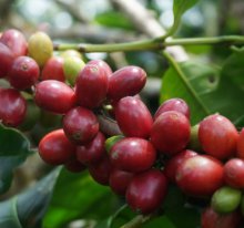 他の写真2: 深煎りマンデリン・スマトラ アチェ500g