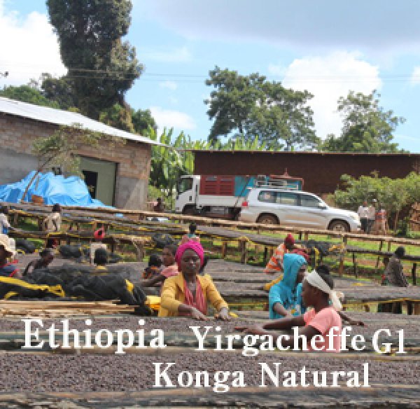画像1: エチオピア・イルガチェフェG1コンガ／ナチュラル500g (1)