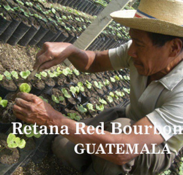 画像1: グァテマラ・レタナ農園レッドブルボン1kg (1)