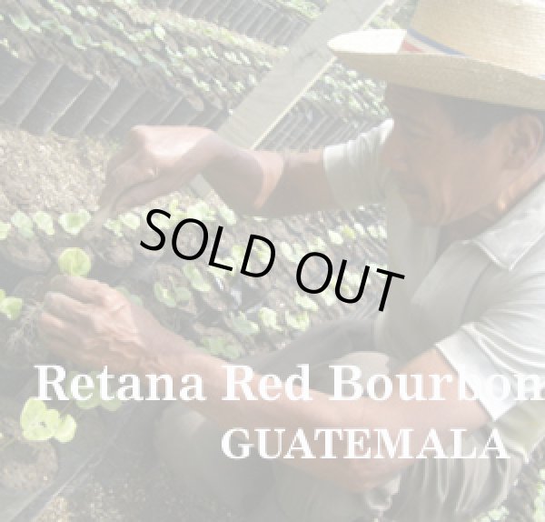 画像1: グァテマラ・レタナ農園レッドブルボン1kg（666円/100ｇ） (1)