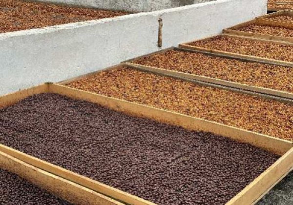 画像4: コロンビア・カンポ エルモソ ピンクブルボン ナチュラル ラズベリーモスト100g (4)