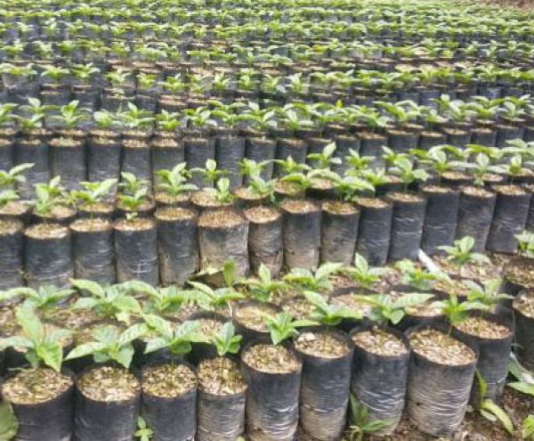 画像2: ボリビア・カルロス カレハス1kg（785円/100ｇ） (2)