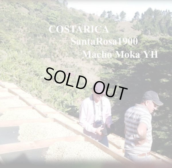 画像1: コスタリカ・サンタ ロサ1900マチョ モカYH100ｇ (1)