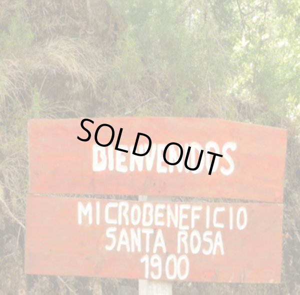 画像3: コスタリカ・サンタ ロサ1900マチョ モカYH500ｇ (3)