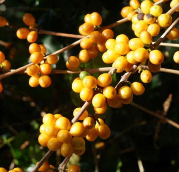 画像2: ブラジル・カケンジ農園イエローブルボン／ナチュラル200g (2)