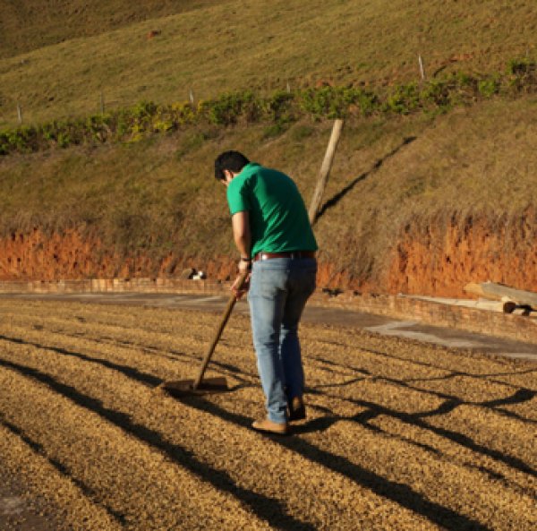 画像3: ブラジル・カケンジ農園イエローブルボン／ナチュラル200g (3)