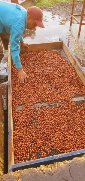 画像3: ニカラグア・デカフェ／ゴールドマウンテン200g (3)