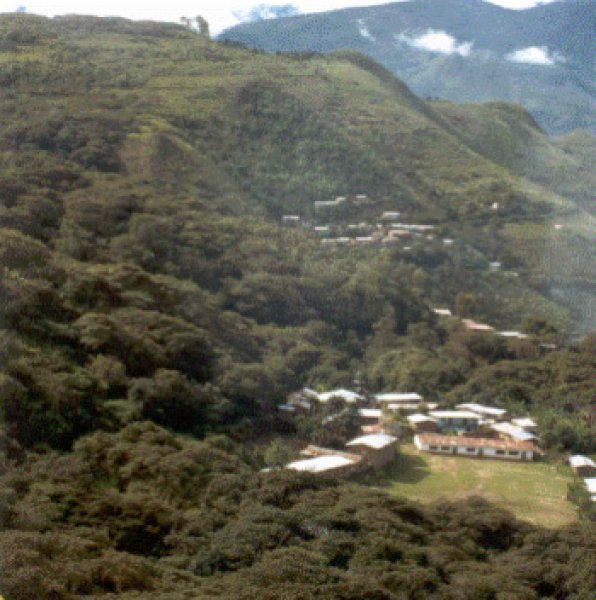 画像3: ペルー・ティアラ JAS 1kg（669円/100ｇ） (3)