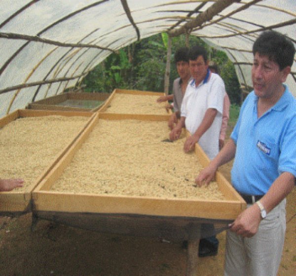 画像2: ペルー・ティアラ JAS 1kg（669円/100ｇ） (2)