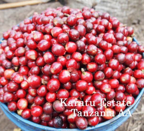 画像1: タンザニアAA・カラツ農園ブルボン200g (1)