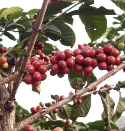 画像2: タンザニアAA・カラツ農園ブルボン200g