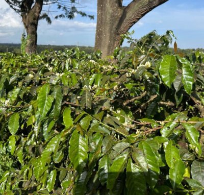 画像1: タンザニアAA・カラツ農園ブルボン200g