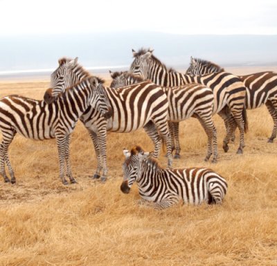 画像3: タンザニアAA・カラツ農園ブルボン200g
