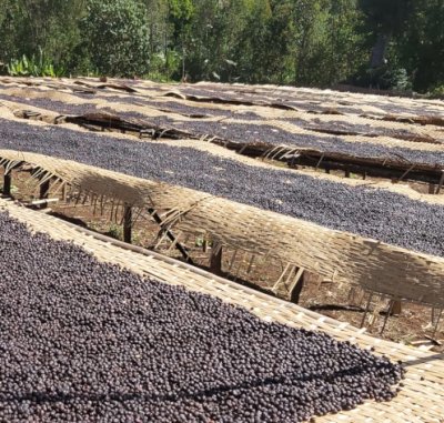 画像3: エチオピア・イルガチェフェG1ウォルカ／ウォッシュド1kg（787円/100g）