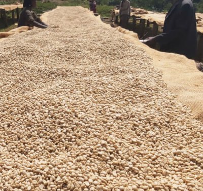 画像2: エチオピア・イルガチェフェG1ウォルカ／ウォッシュド1kg（787円/100g）