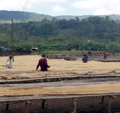 画像1: エチオピア・イルガチェフェG1ウォルカ／ウォッシュド500ｇ