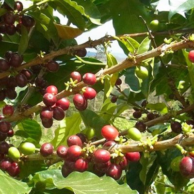 画像1: ホンジュス・クラシック マルカラ500ｇ