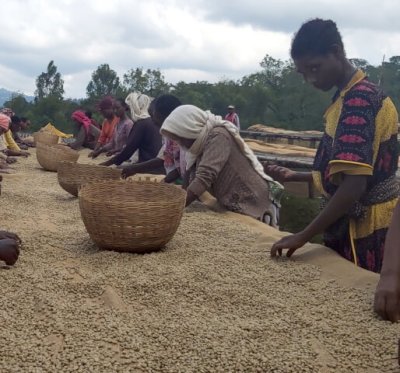 画像1: エチオピア・イルガチェフェG1ウォルカ／ナチュラル500ｇ