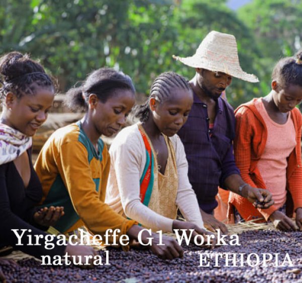 画像1: エチオピア・イルガチェフェG1ウォルカ／ナチュラル500ｇ (1)