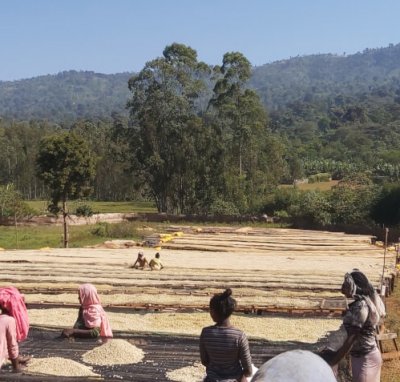 画像3: エチオピア・イルガチェフェG1ウォルカ／ナチュラル500ｇ