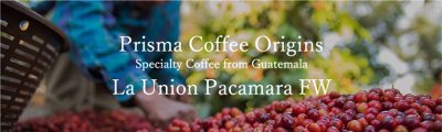 画像1: グァテマラ・ウニオン農園パカマラFW500ｇ