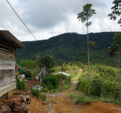 画像3: 深煎りマンデリン・スマトラ アチェ500g